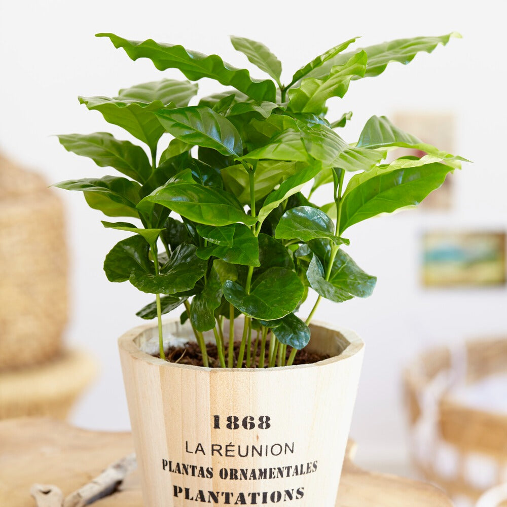 Koffieplant - Coffea arabica - Bakker