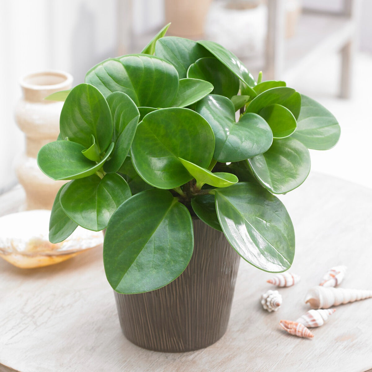 Peperomia 'Green' - Peperomia green - Bakker