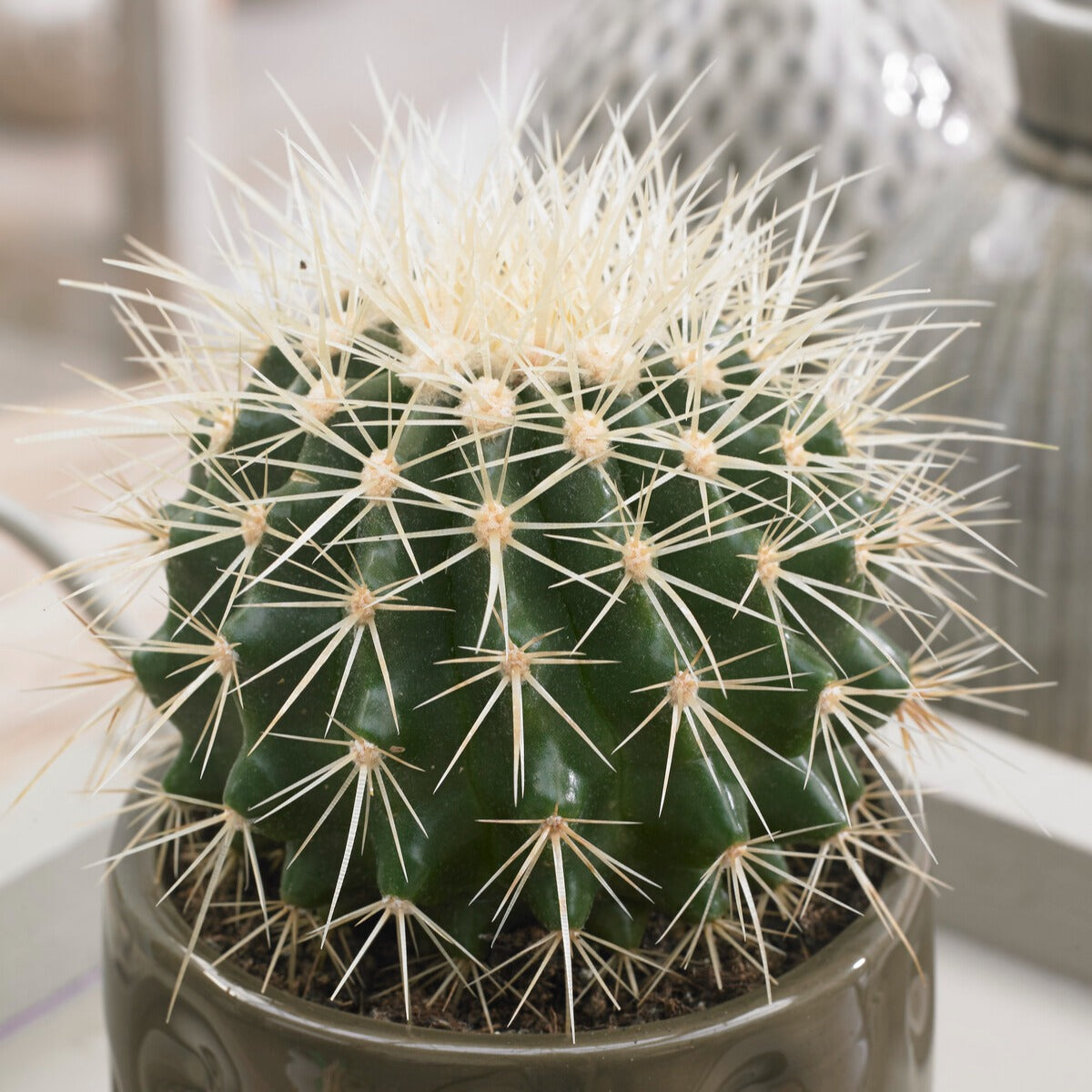 Cactus Echinocactus grusonii - Schoonmoedersstoel - Cactussen en vetplanten