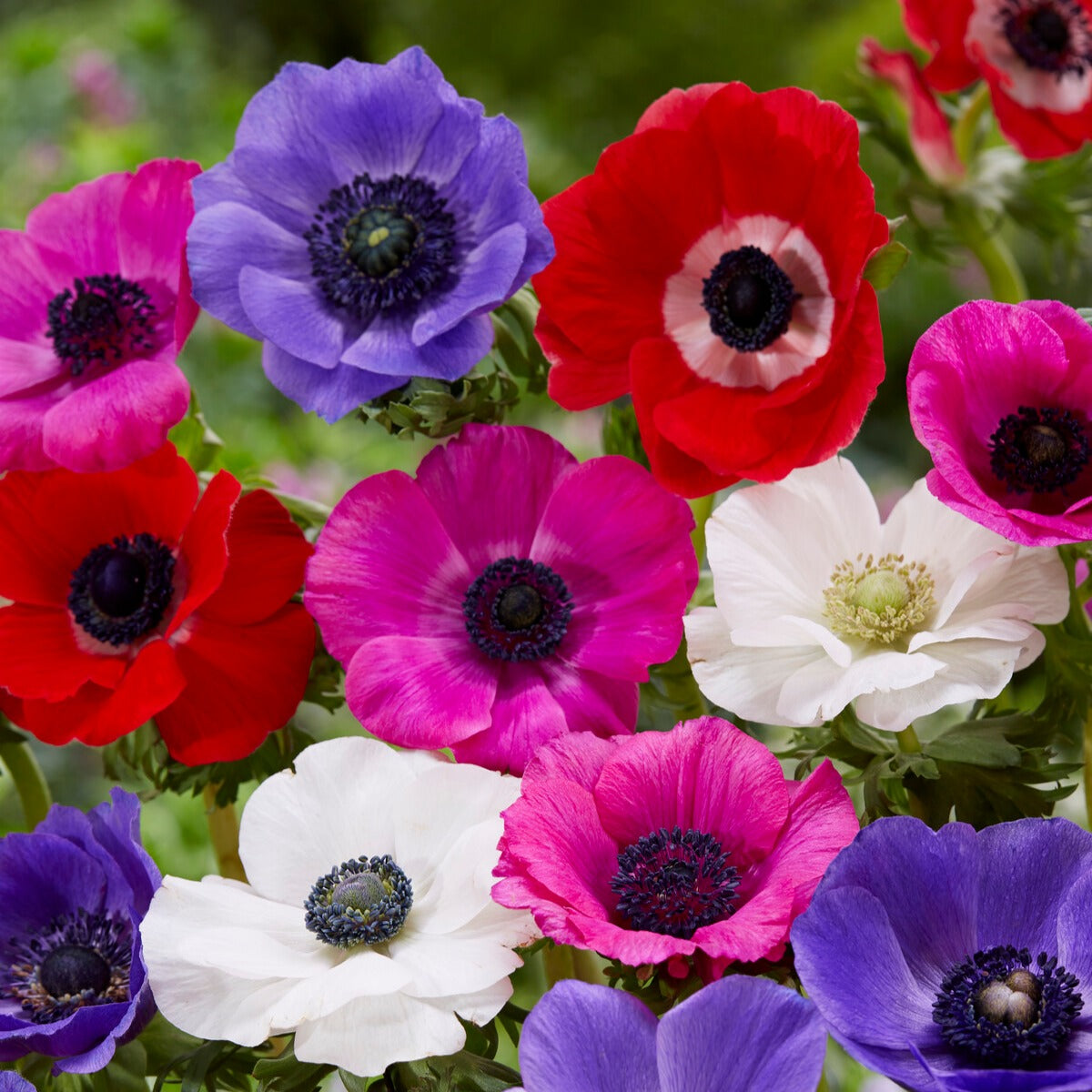 Verpakking van 312 bollen - Anemone, Brodiae, Gladiolus, Sparaxis, Freesia, Acidanthera - Bakker