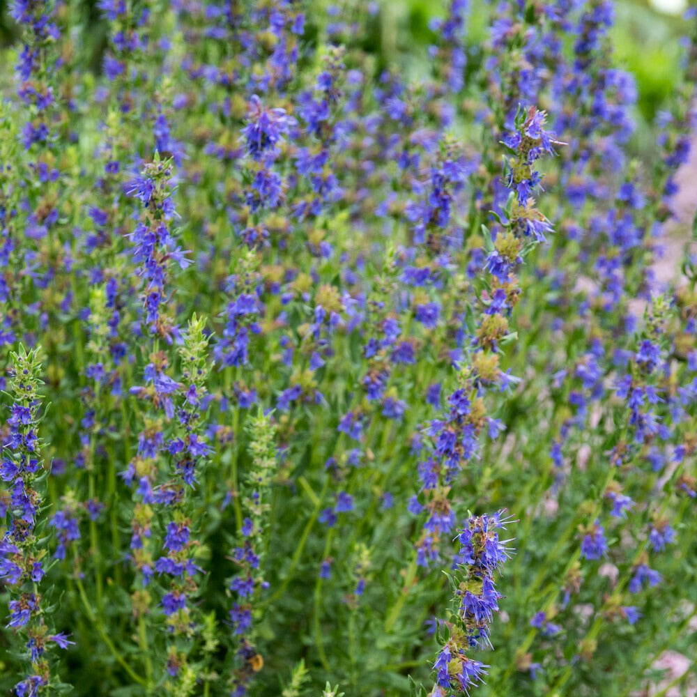 Hyssop - BIO - Hyssopus officinalis - Bakker