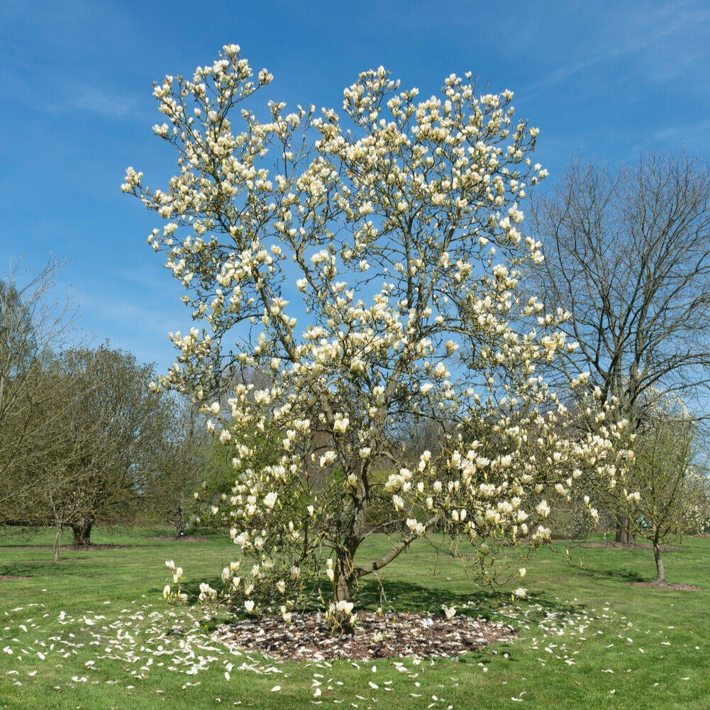 Magnolia - Magnolia 'Yellow Lantern' - Magnolia Yellow Lantern