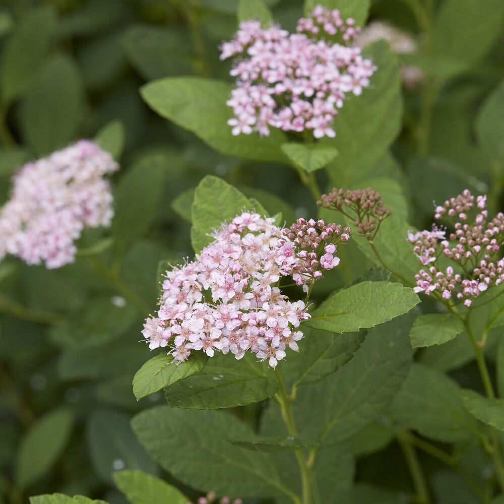 Spirea - Spierstruik 'Pink Sparkler'® - Spiraea betulifolia Pink Sparkler®