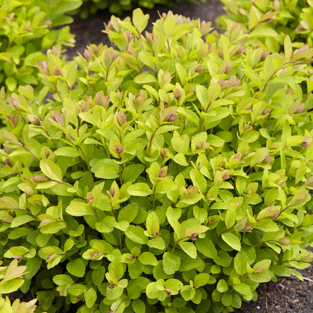 Verkoop Spierstruik 'Pink Sparkler'® - Spiraea betulifolia Pink Sparkler®