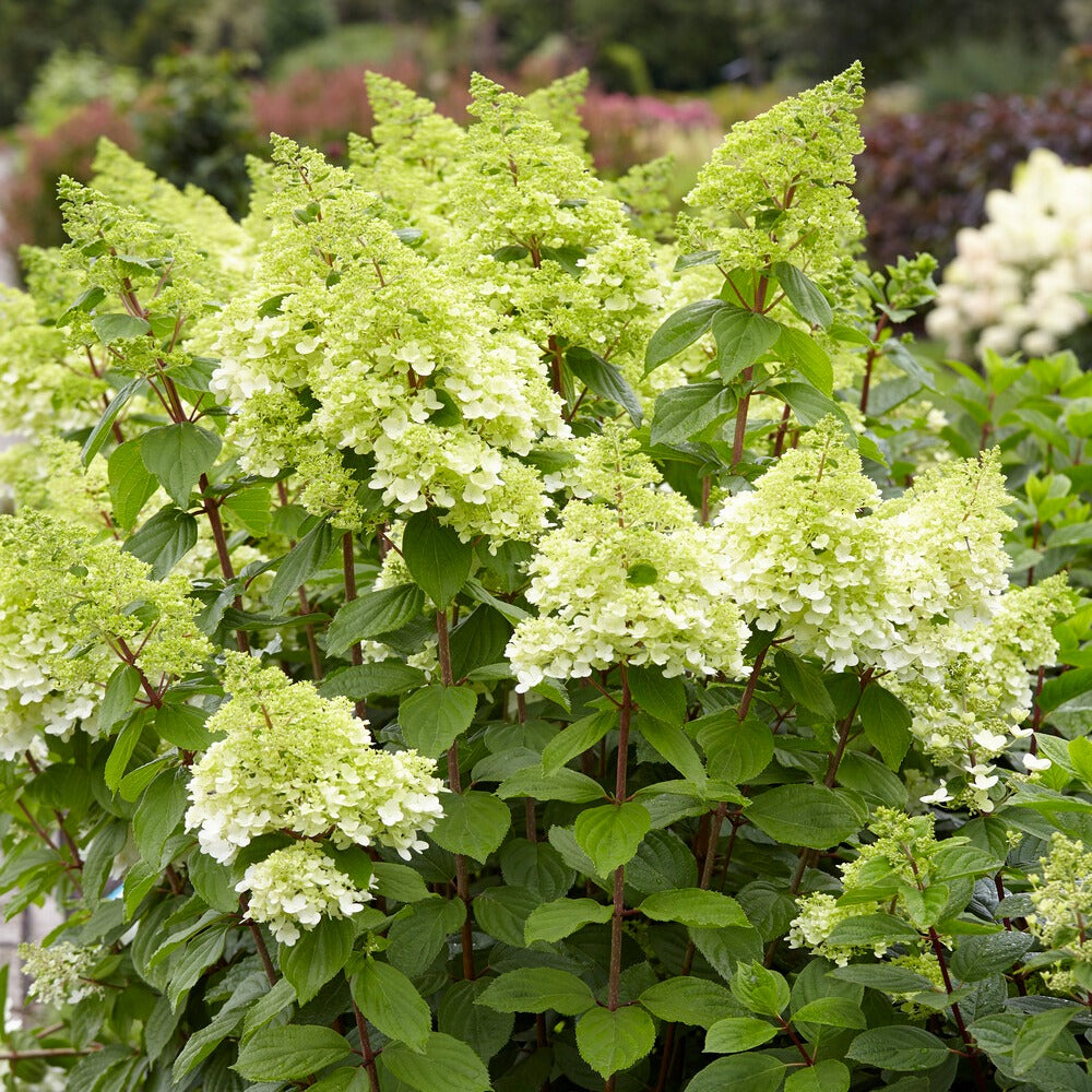 Pluimhortensia Magical® 'Moonlight' - Bakker