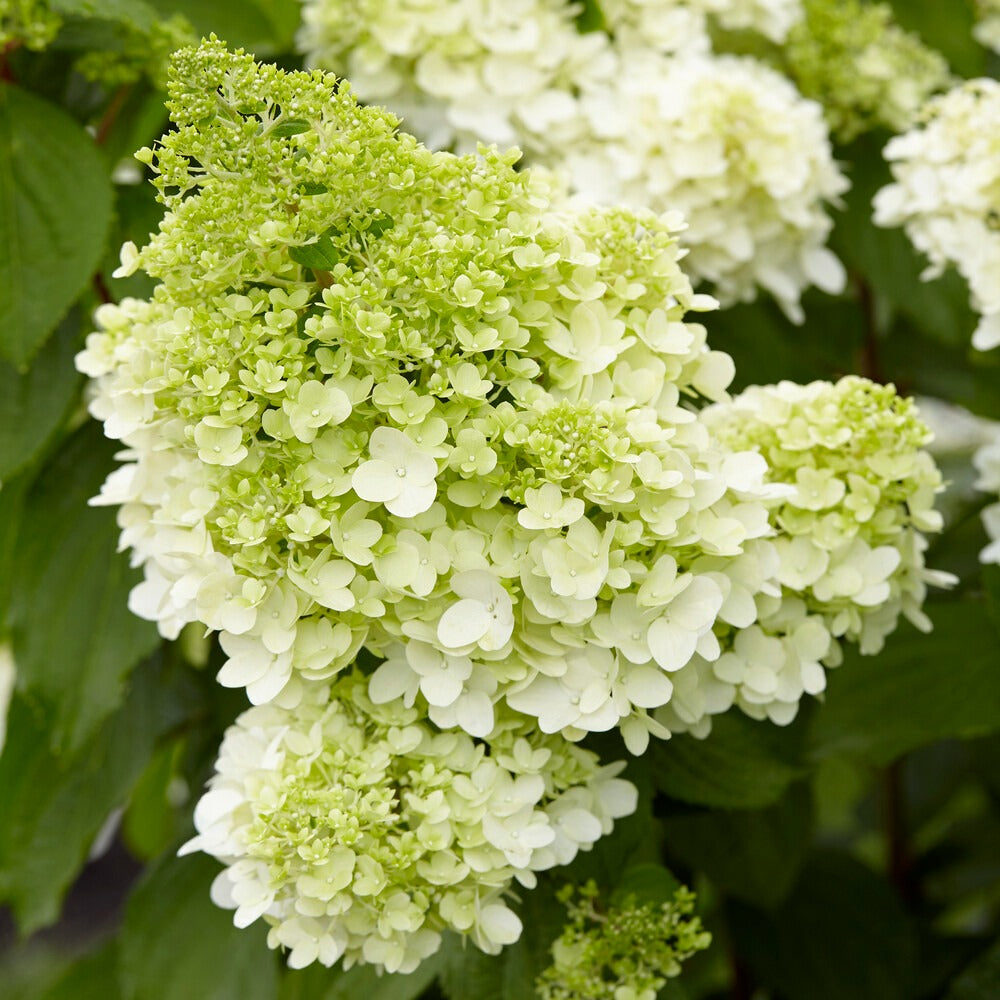 Pluimhortensia Magical® 'Moonlight' - Hydrangea paniculata magical ® moonlight - Bakker