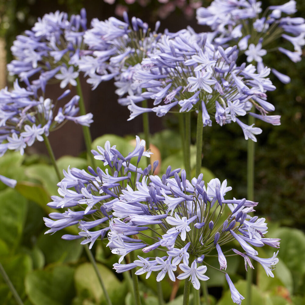 Agapanthus - Afrikaanse lelie Doctor Brouwer - Agapanthus x africanus Doctor Brouwer