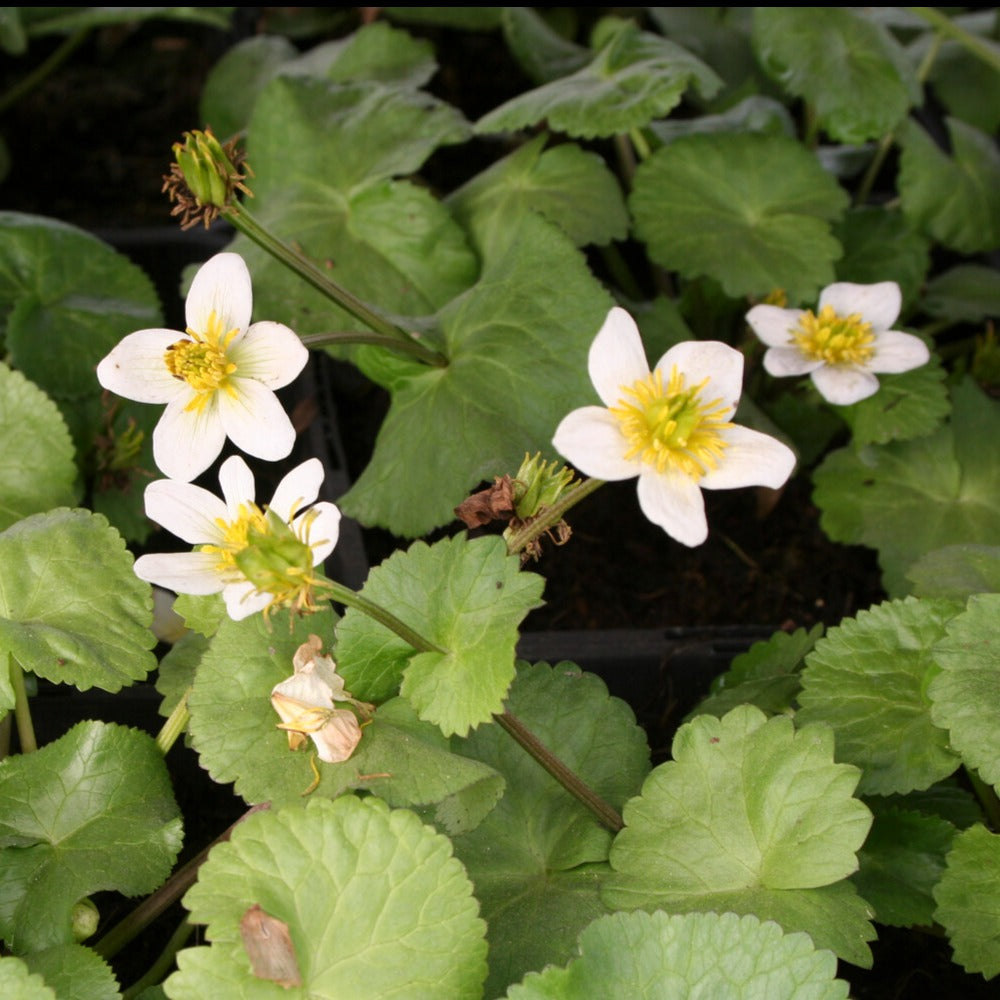 Dotterbloem - Bakker