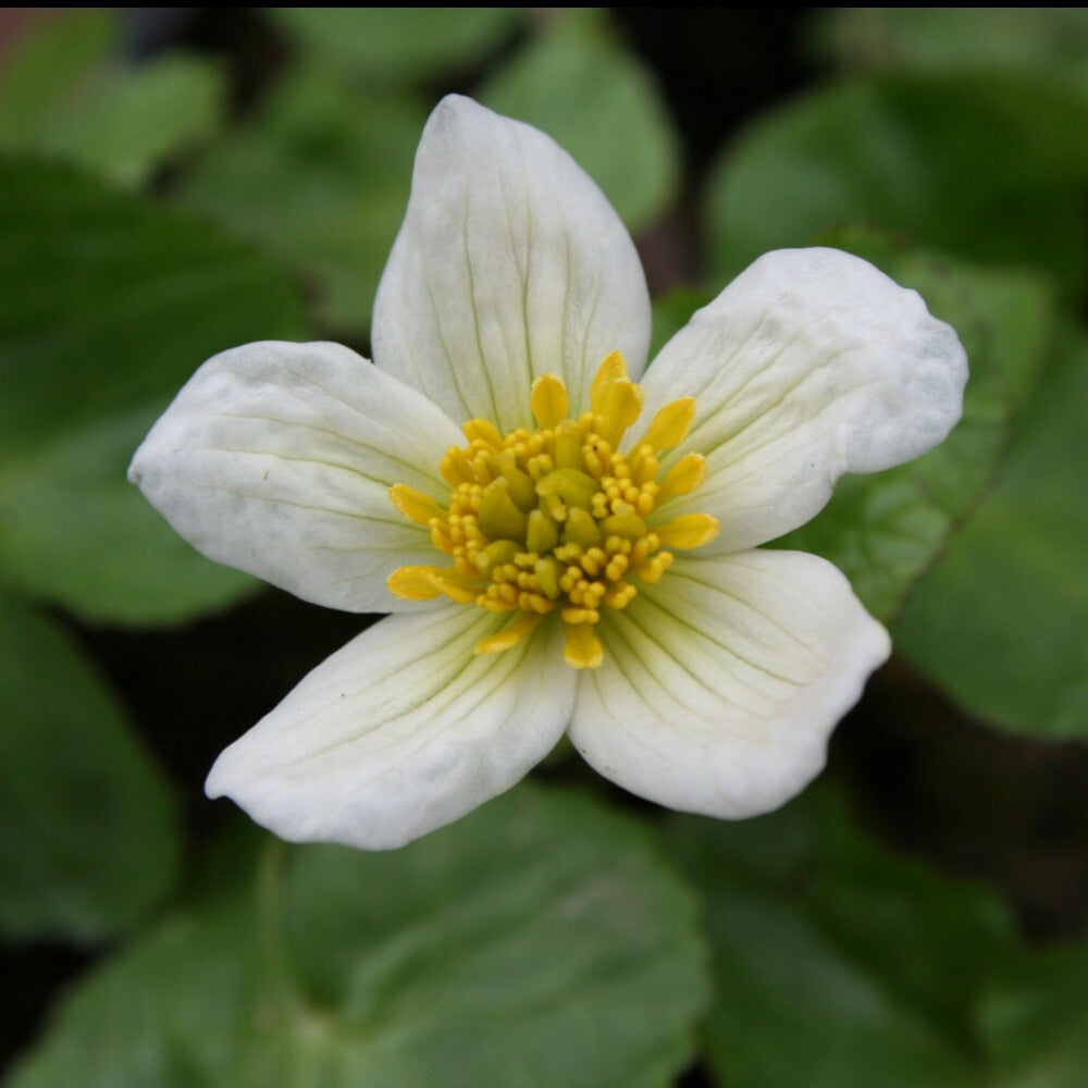 Dotterbloem - Caltha alba - Bakker