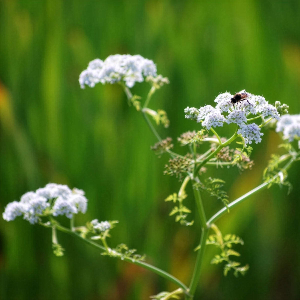 Oenanthe aquatica - Watertorkruid - Oenanthe