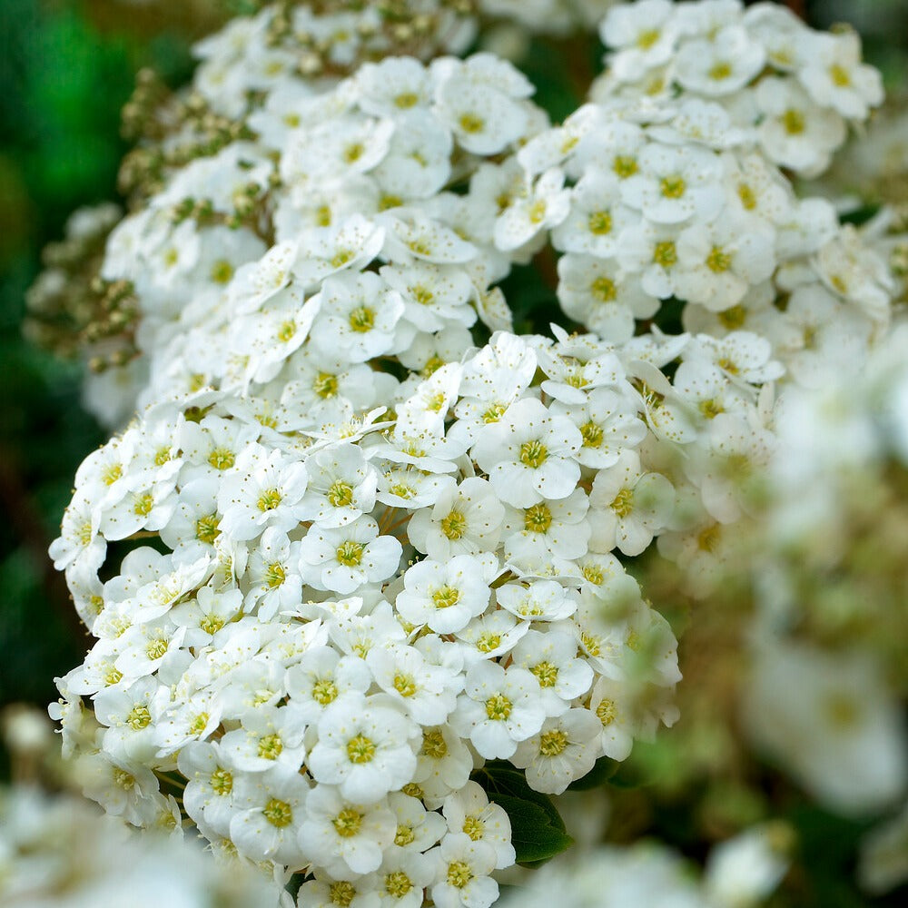 Spierstruik - Spiraea vanhouttei - Bakker