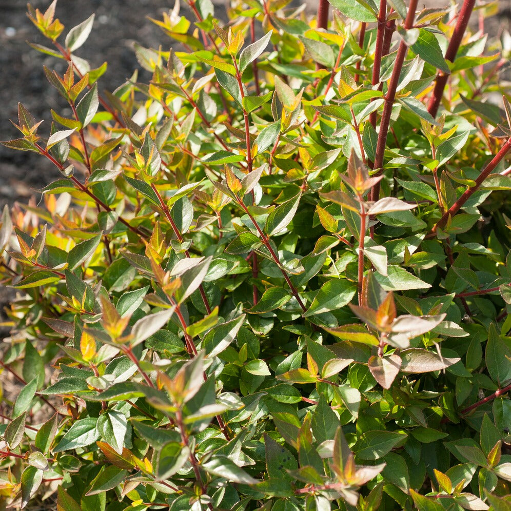 Abelia grandiflora 'sherwood' - Abelia Sherwood - Abelia