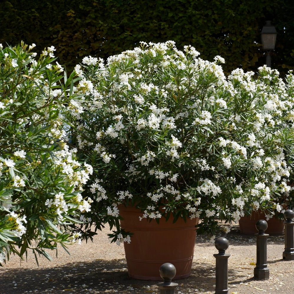 Bloeiende heesters - Witte Oleander - Nerium oleander white