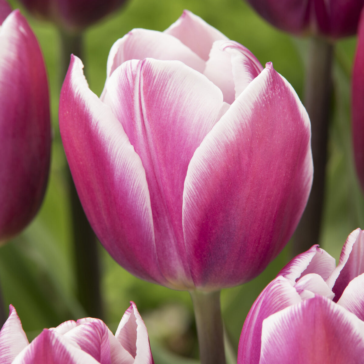 Tulpen Triomphe Synaeda blue (x10) - Tulipa Synaeda Blue - Bakker