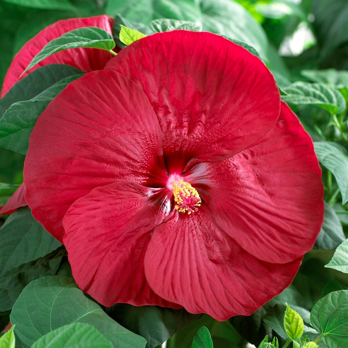 Altheastruik 'Luna Red' - Hibiscus moscheutos Luna Red - Bakker