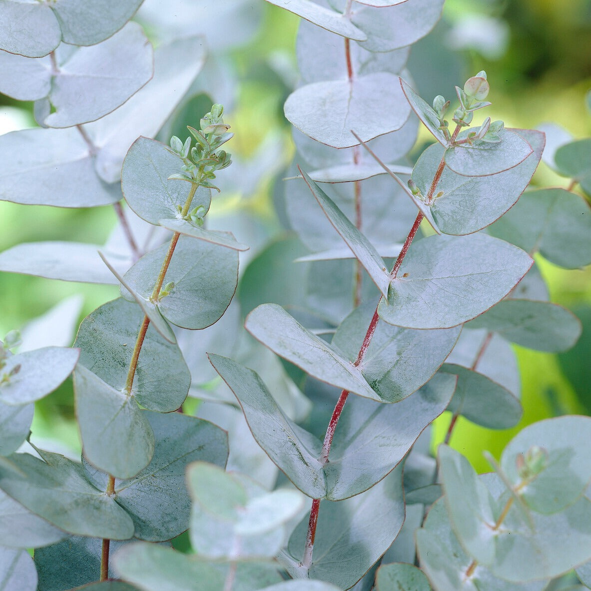 Eucalyptus pulverulenta Baby Blue - Gomboom 'Baby Blue' - Eucalyptus