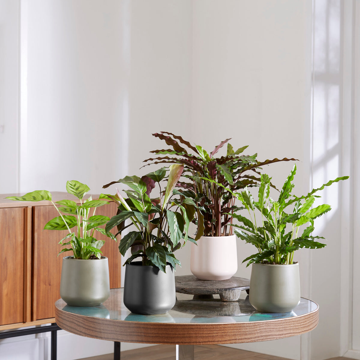 Pauwenplant Mix (x4) - Bakker