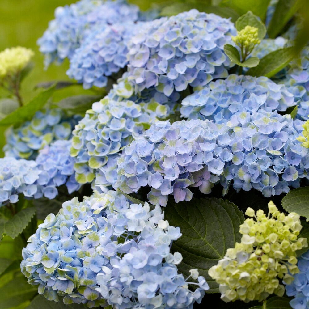 Hydrangea macrophylla Revolution Blue - Boerenhortensia 'Revolution Blue' - Hortensia macrophylla