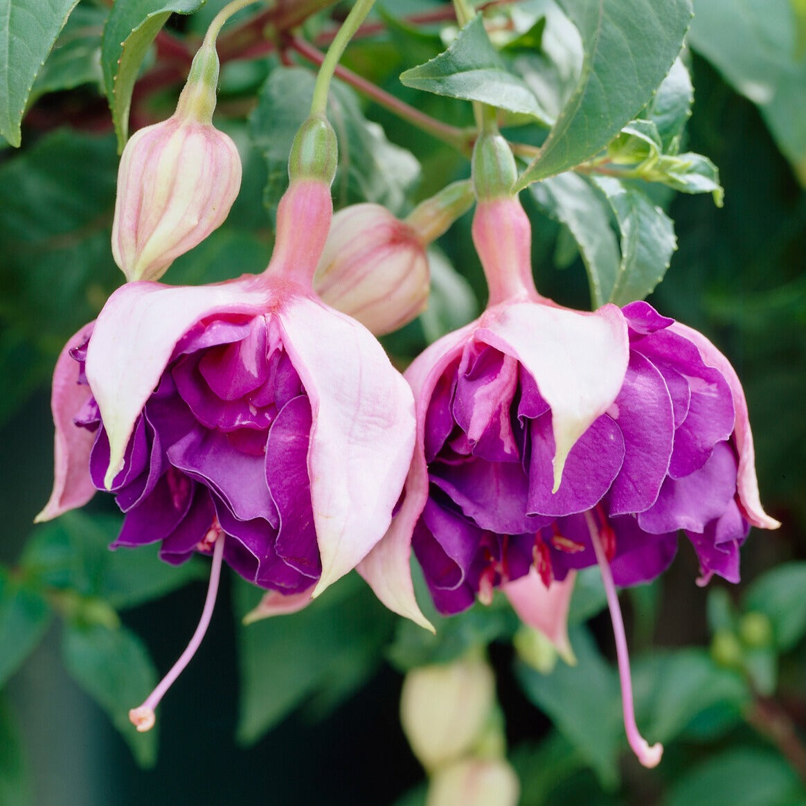 Hangende Fuchsia 'Royal Mosaic' (x3) - Fuchsia Royal Mosaic - Bakker
