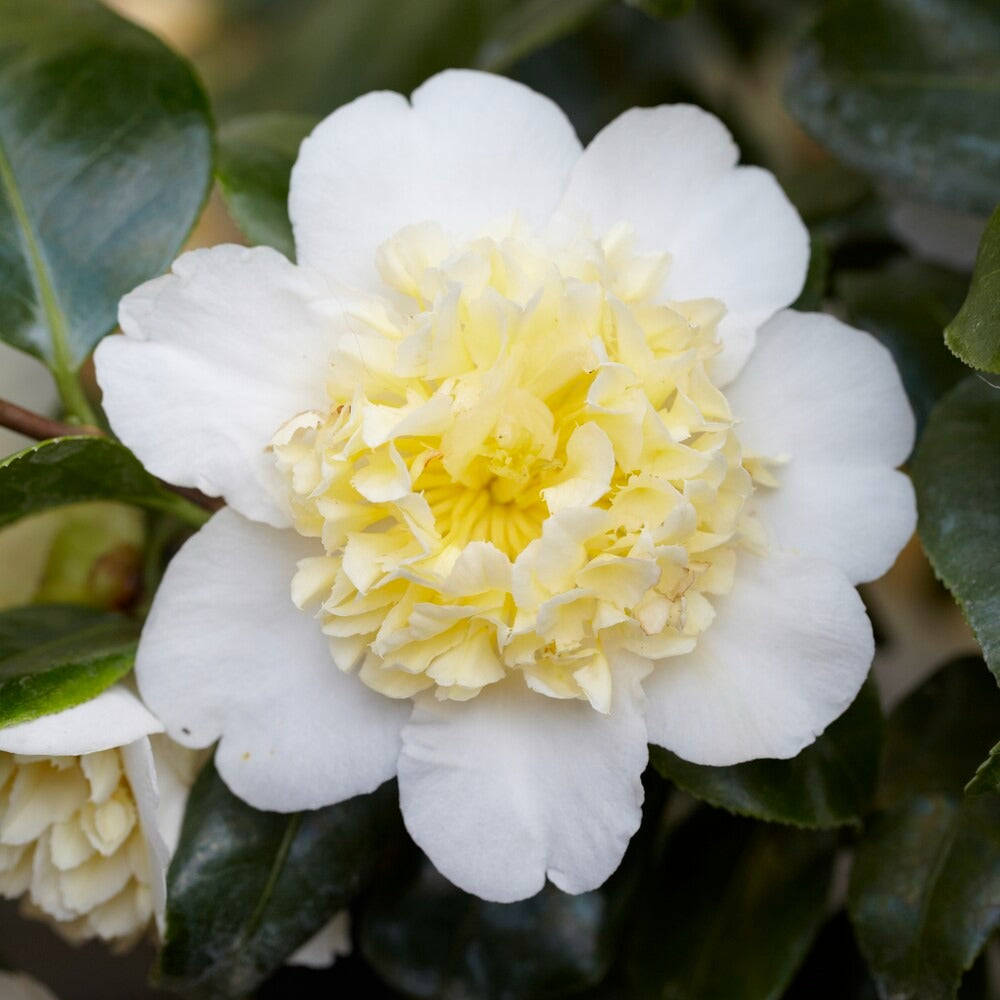 Japanse roos Camellia 'Brushfields Yellow' wit-geel - Winterhard - Camellia  japonica Brushfields Yellow