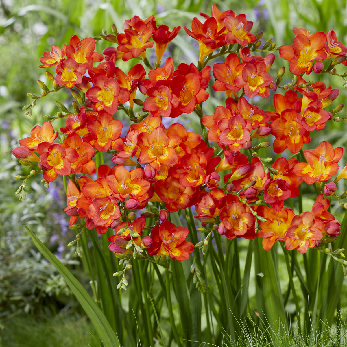 Enkele Rode Freesia - Freesia 'red' - Bakker
