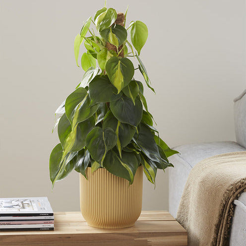 Brasil klimopbladige Philodendron