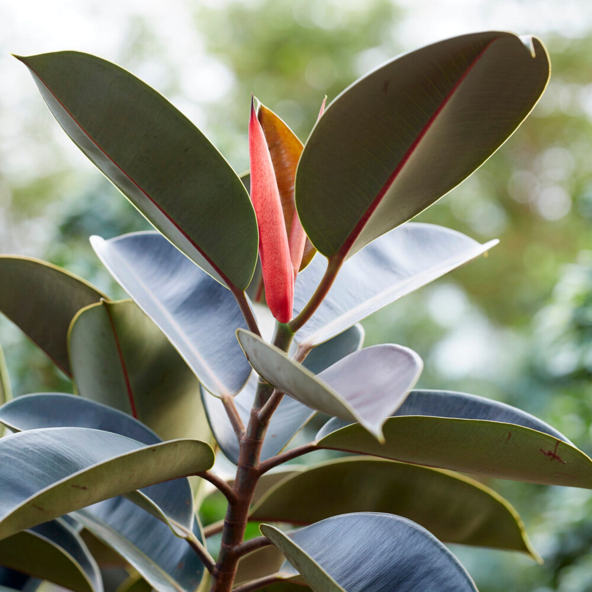 Rubberplant Robusta - Ficus elastica Robusta - Bakker