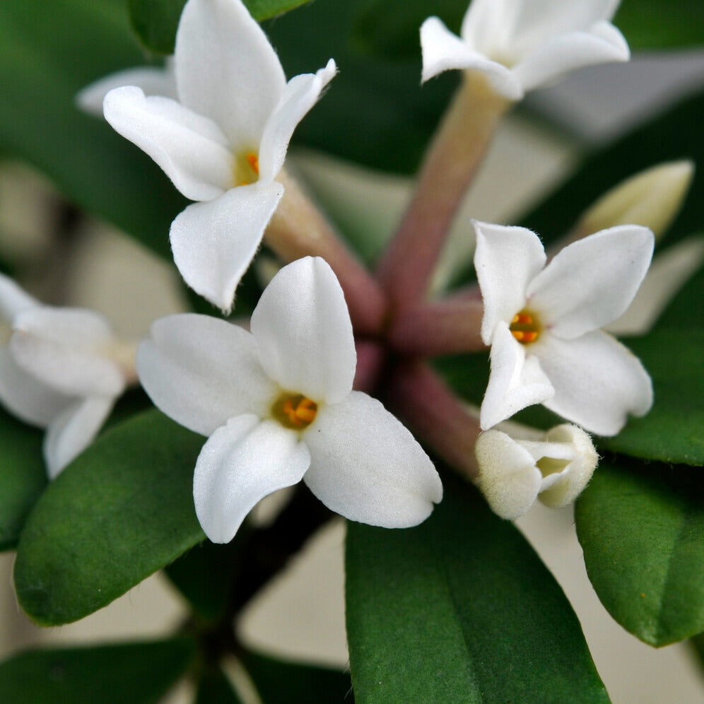 Daphne x transatlantica Eternal Fragrance Blafra - Daphne transatlantica Eeuwige Geur Blafra - Bloeiende heesters