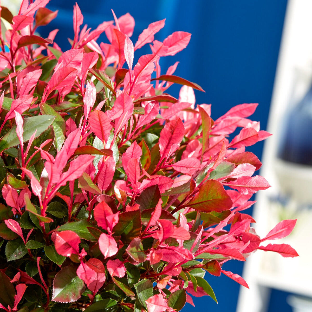 Photinia fraseri Little Fenna - Photinia fraseri Little Fenna - Bakker