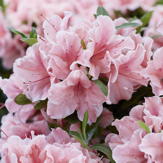 Azalea Encore® Sunburst - Bakker