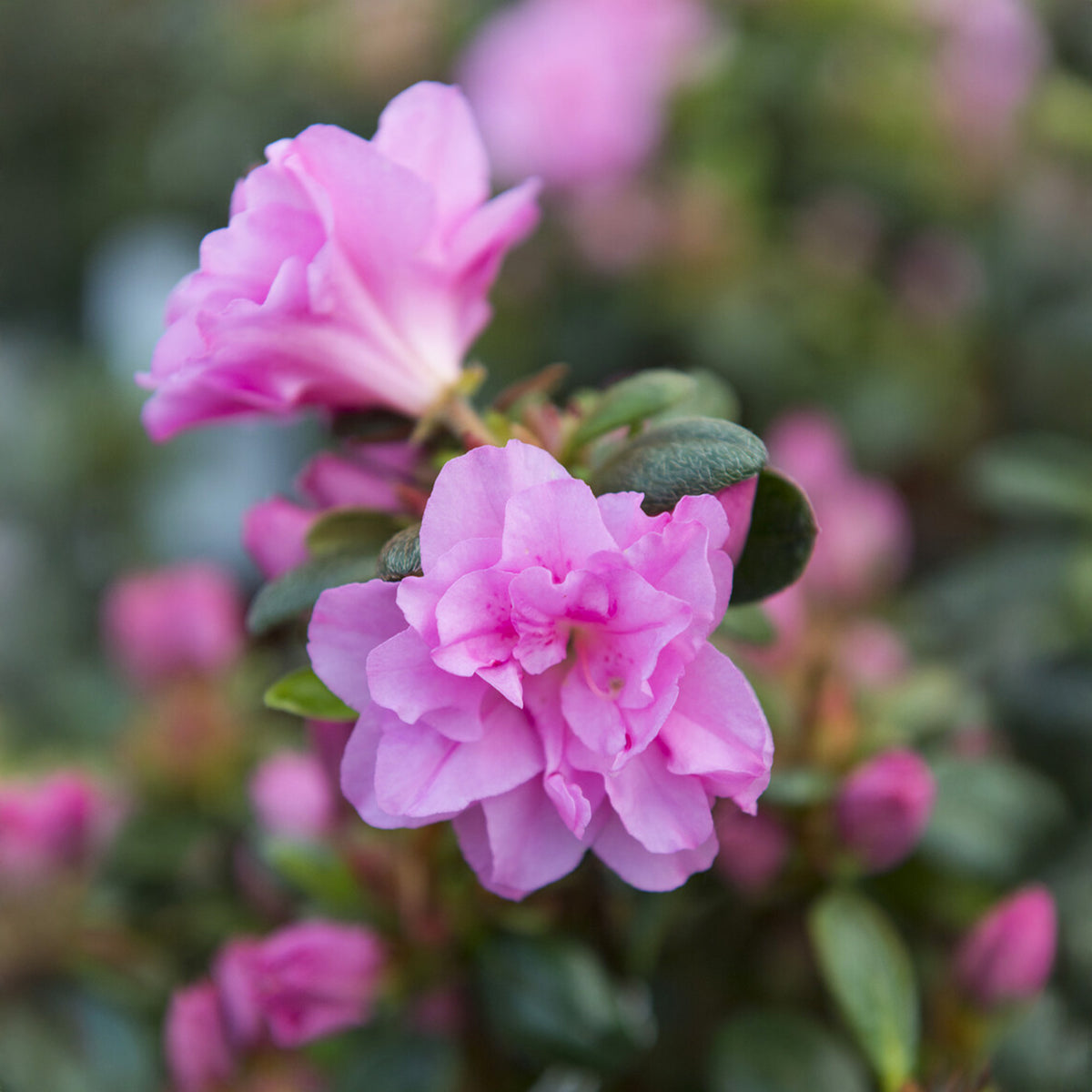 Japanse azalea Lilac Surprise - Azalea japonica Lilac Surprise - Bakker