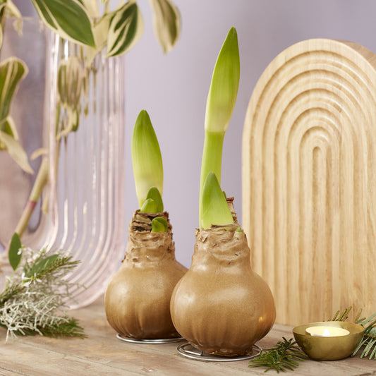 Wax Amaryllis  Gloss Gold - Bakker