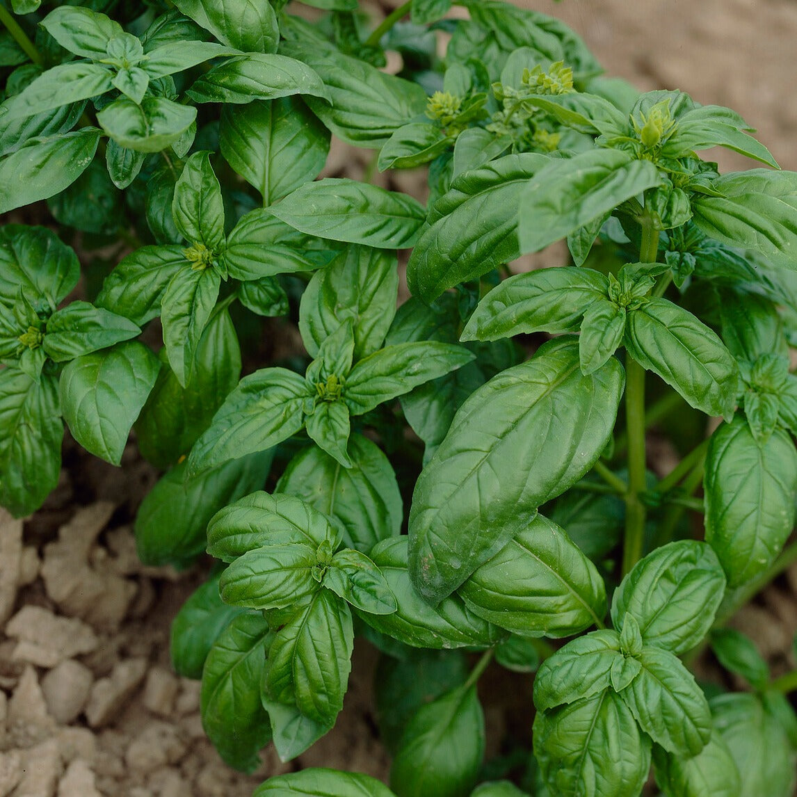 Kruidenzaden - Aromatische collectie #2 - Collection de 6 aromatiques