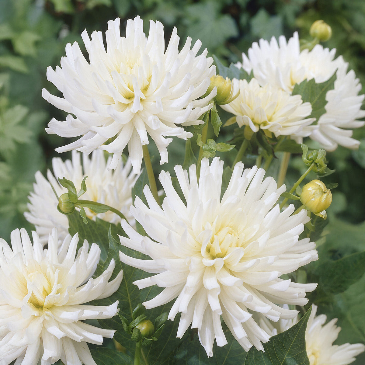 Dahlia 'White Happiness' (x3) - Dahlia White Happiness - Bakker