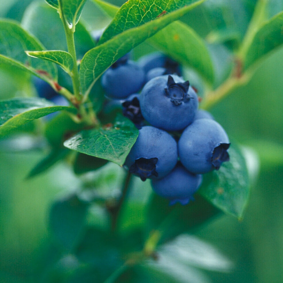 Blauwe bes - Blauwe bes 'Giant Patriot' - Vaccinium corymbosum Giant Patriot