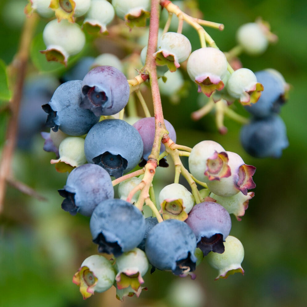 Verkoop Blauwe bes 'Giant Patriot' - Vaccinium corymbosum Giant Patriot