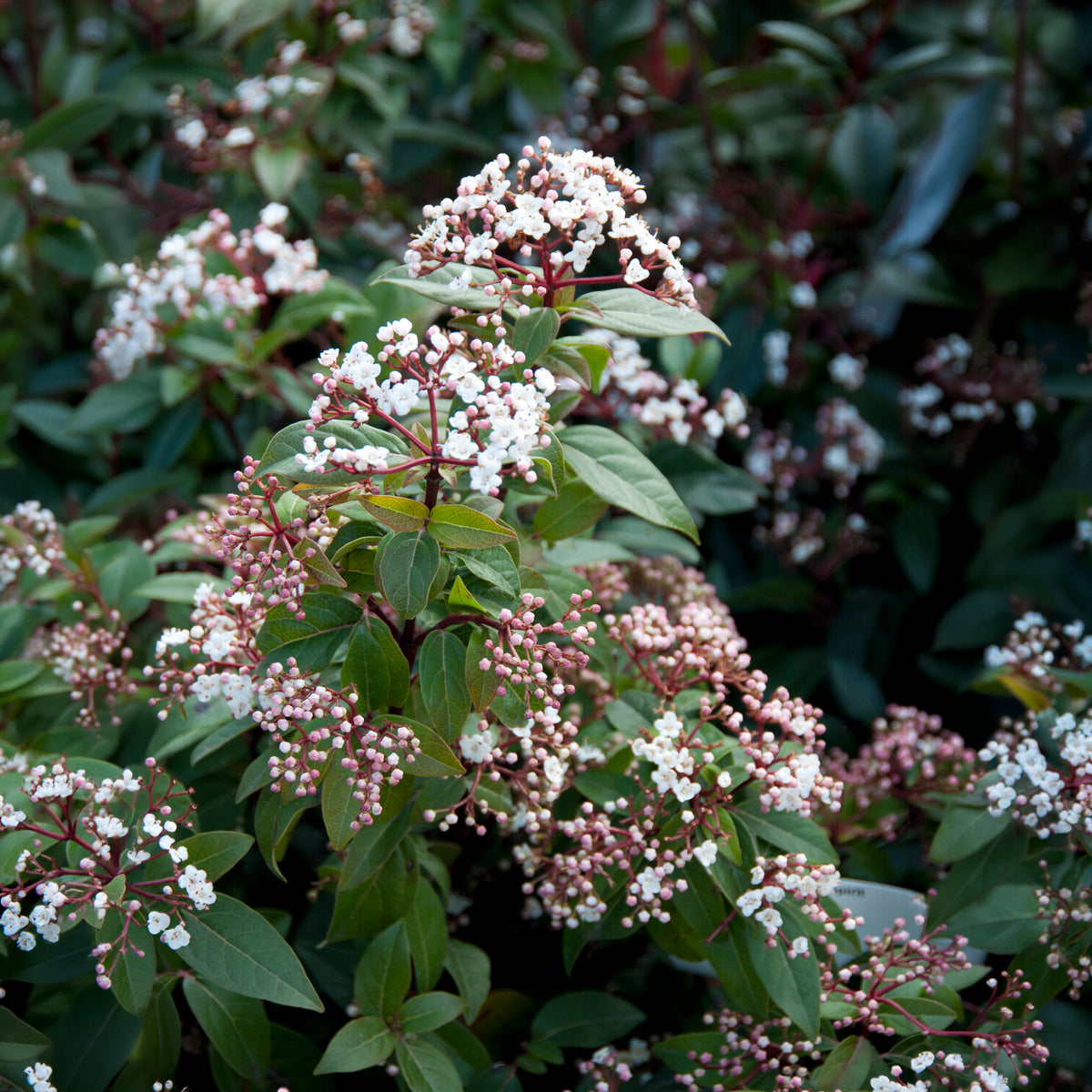 Sneeuwbal 'Spirit' - Viburnum tinus Spirit - Bakker