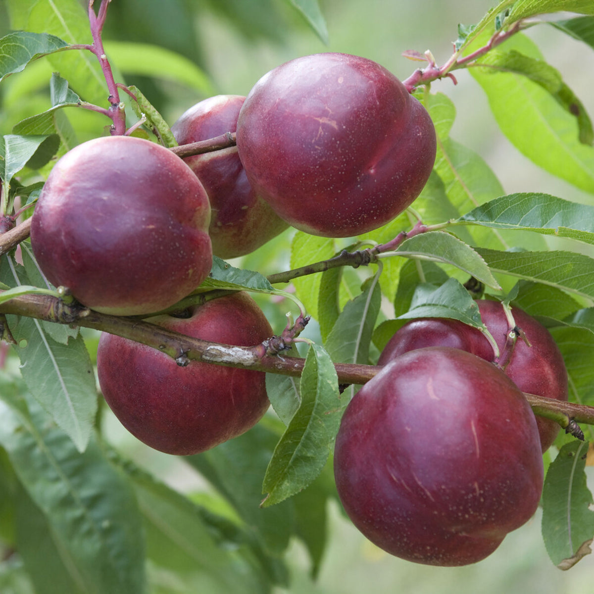 Nectarine 'Nectared - Bakker