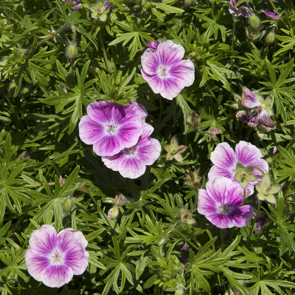 Bloedooievaarsbek 'Elke' - Geranium sanguineum Elke - Bakker