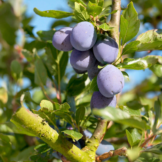 Pruimenboom 'President' - Bakker