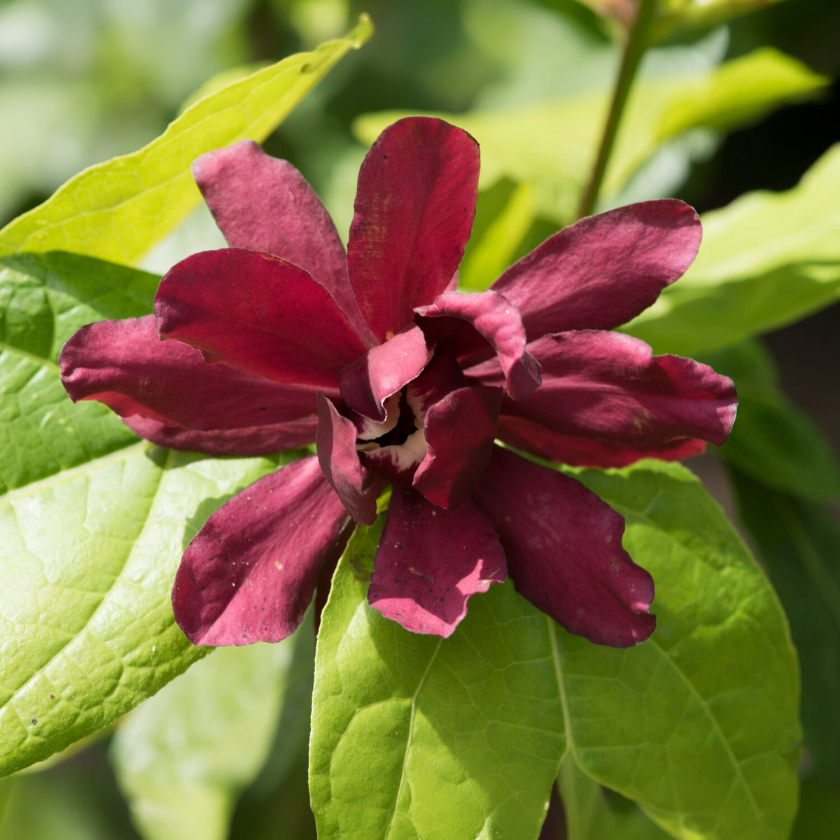 Calycanthus 'Hartlage Wine' - Sinocalycanthus x raulstonii hartlage wine - Bakker
