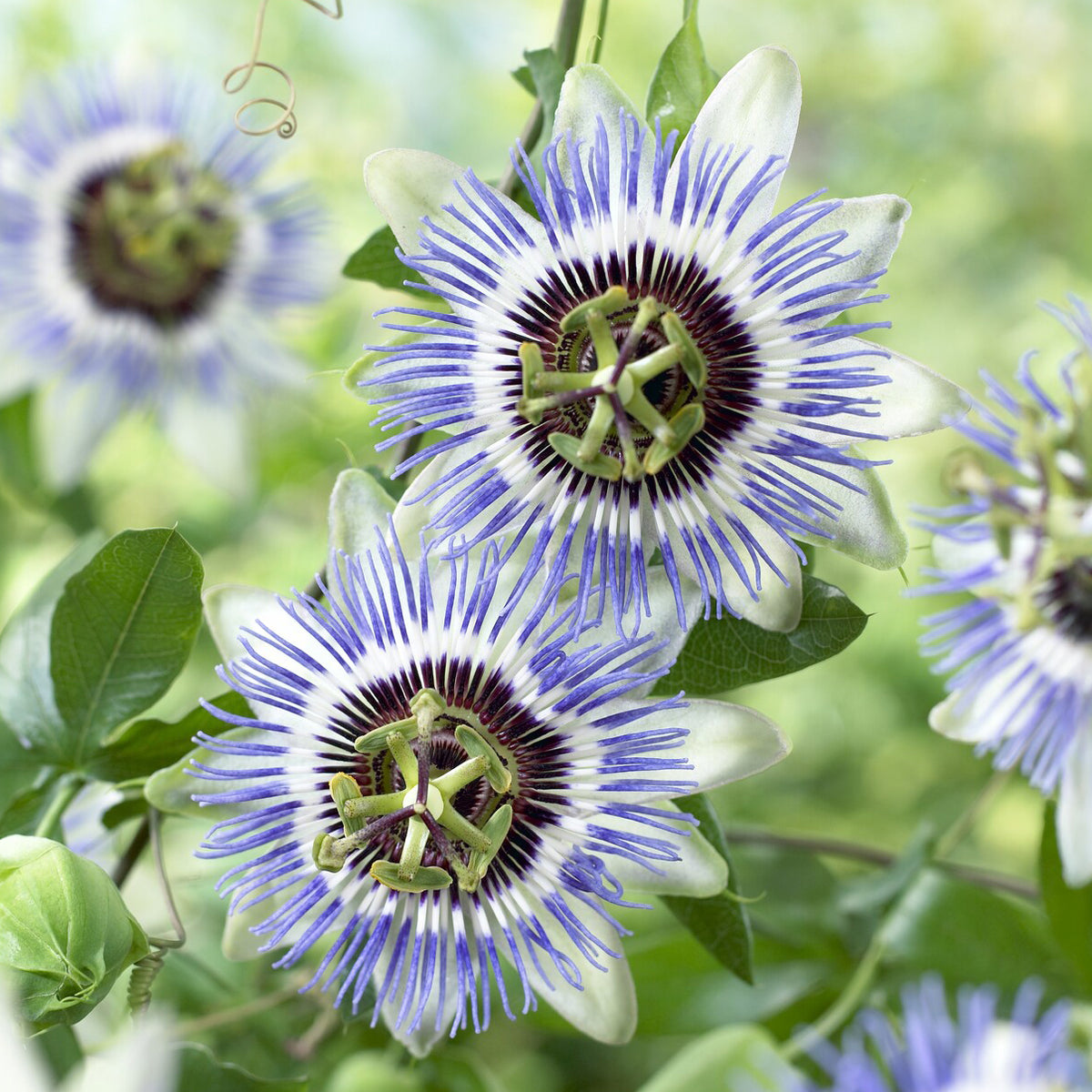 Passiebloem Clear Sky - Passiflora caerulea Clear Sky - Bakker