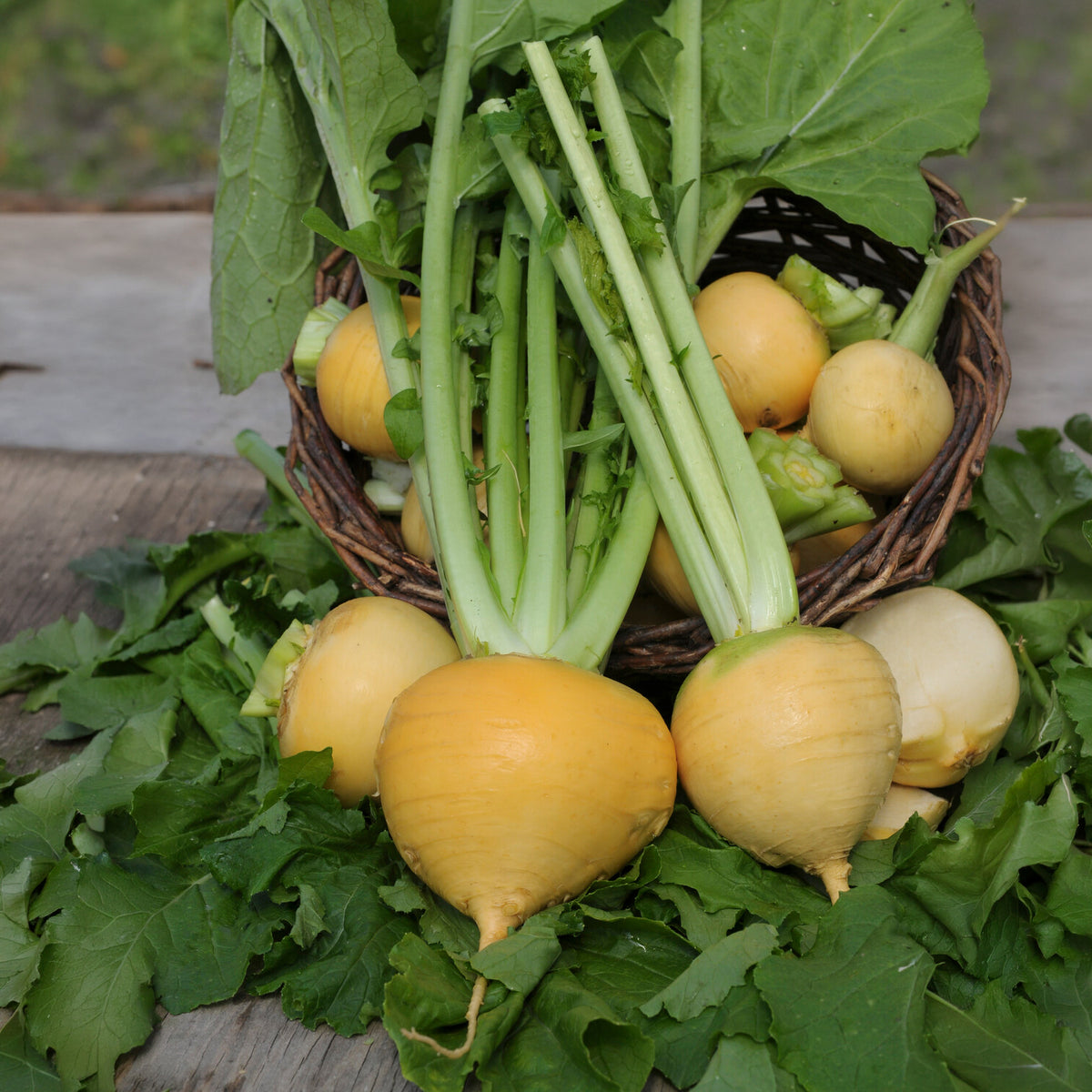 Raap 'Goldana' - BIO - Brassica rapa goldana - Bakker