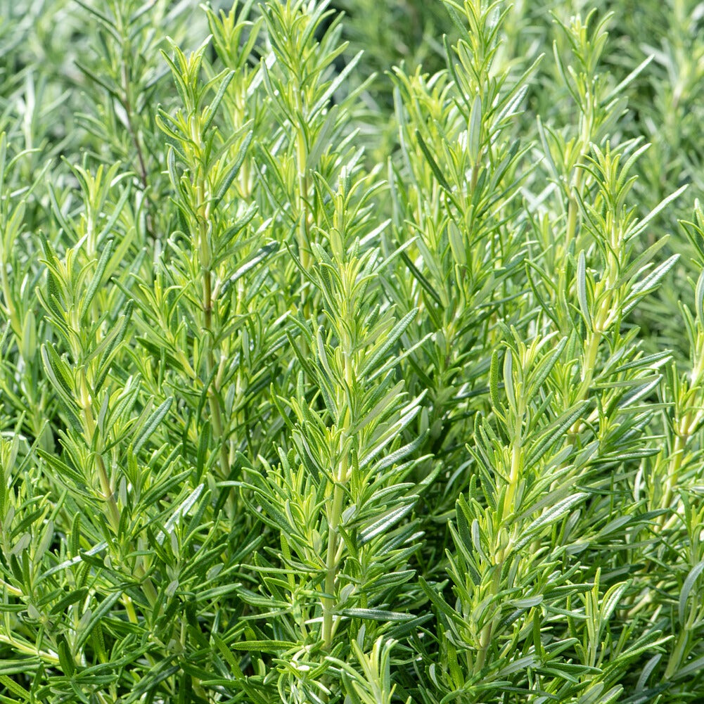 Rozemarijn zaden - Salvia rosmarinus - Bakker
