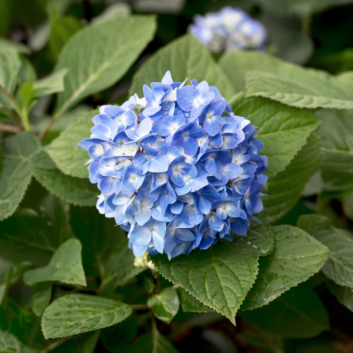 Boerenhortensia 'So Long® Ebony Monmar' - Hydrangea macrophylla so long ® ebony 'monmar' - Bakker