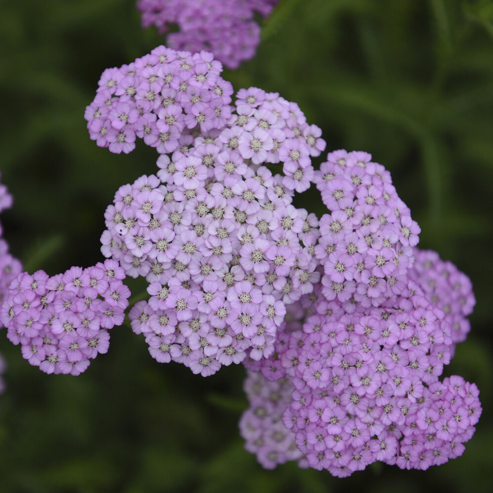 Duizendblad Apfelblüte - Bakker