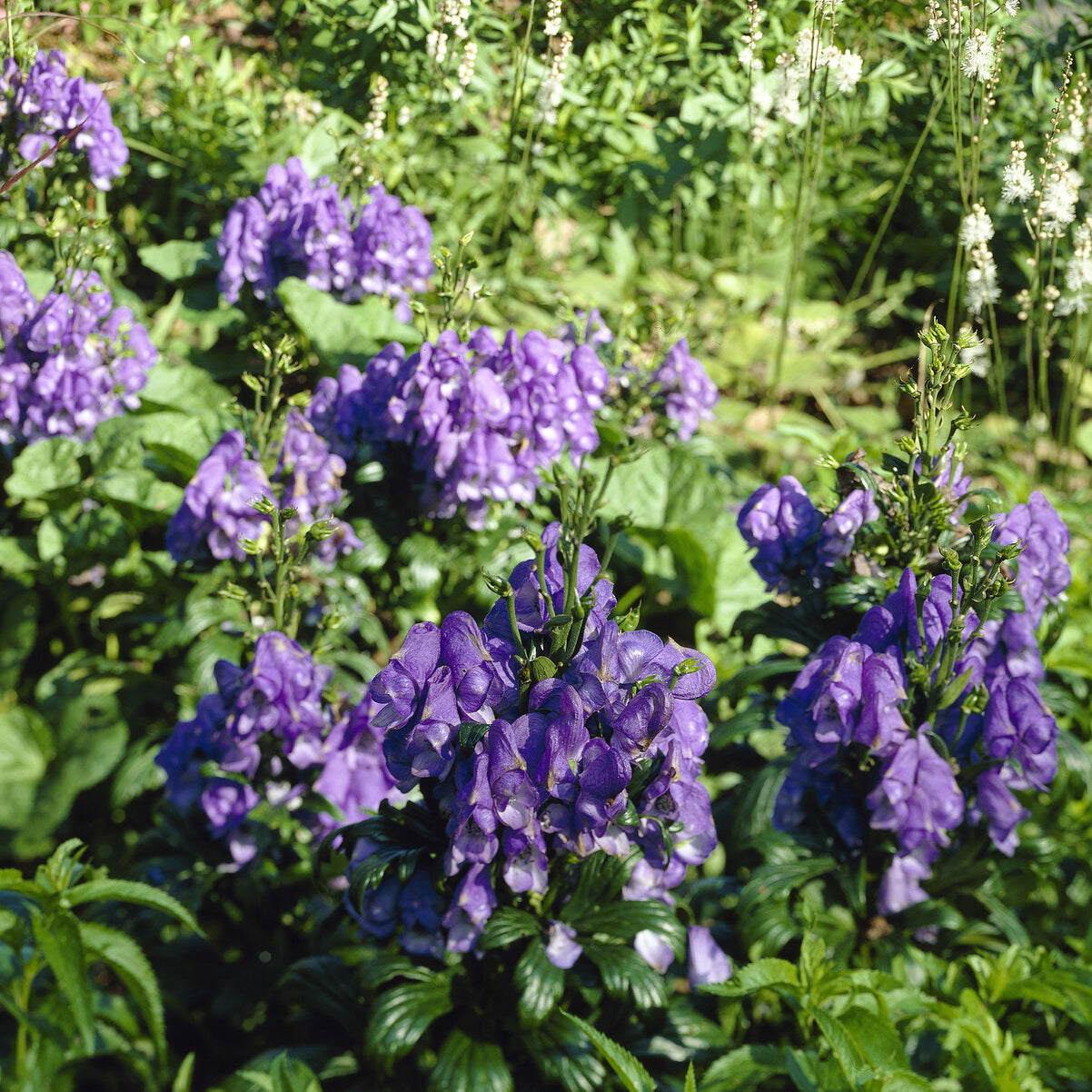 Monnikskap 'Arendsii' - Aconitum carmichaelli Arendsii - Bakker