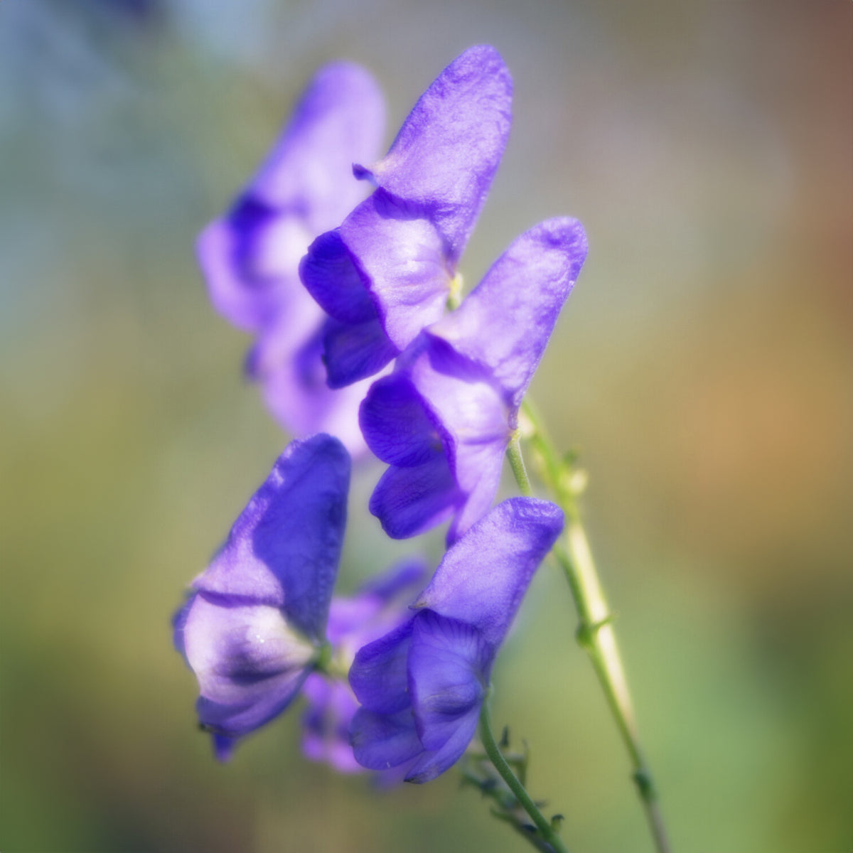 Monnikskap Casque de Jupiter - Aconitum napellus - Bakker