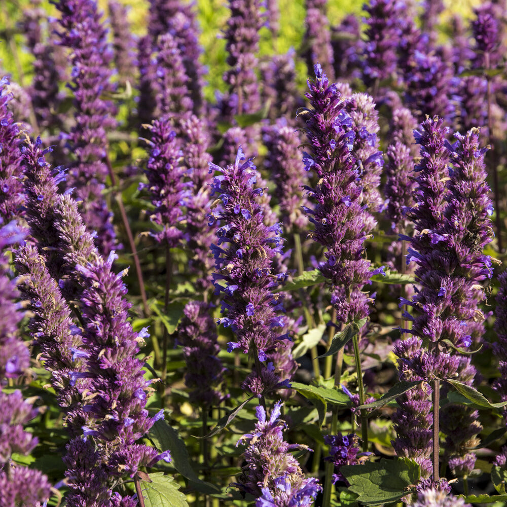 Anijsplant Blue Boa - Agastache Blue Boa - Bakker