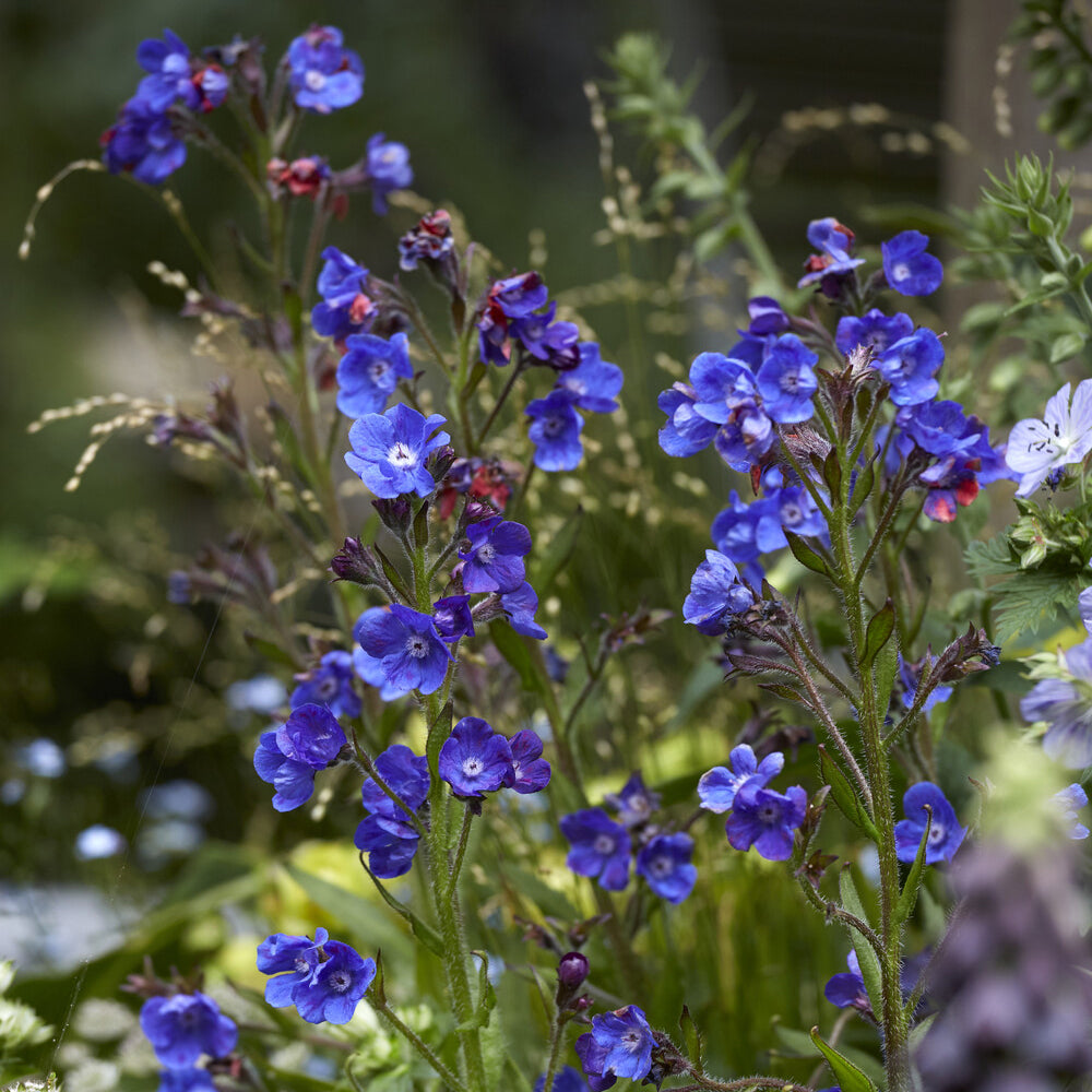 Ossetong Loddon Royalist - Anchusa azurea Loddon Royalist - Bakker